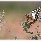 Papilio machaon (Le grand porte-queue)