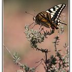 Papilio machaon (Le grand porte-queue) sur thym