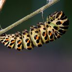 Papilio Machaon (letzes Raupenstadium)