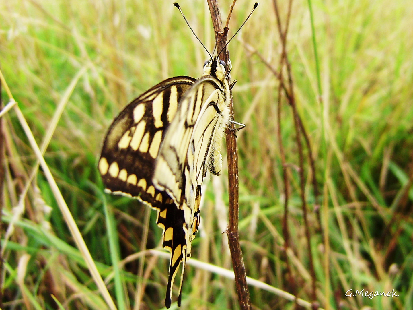 Papilio machaon Linaeus