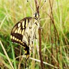 Papilio machaon Linaeus