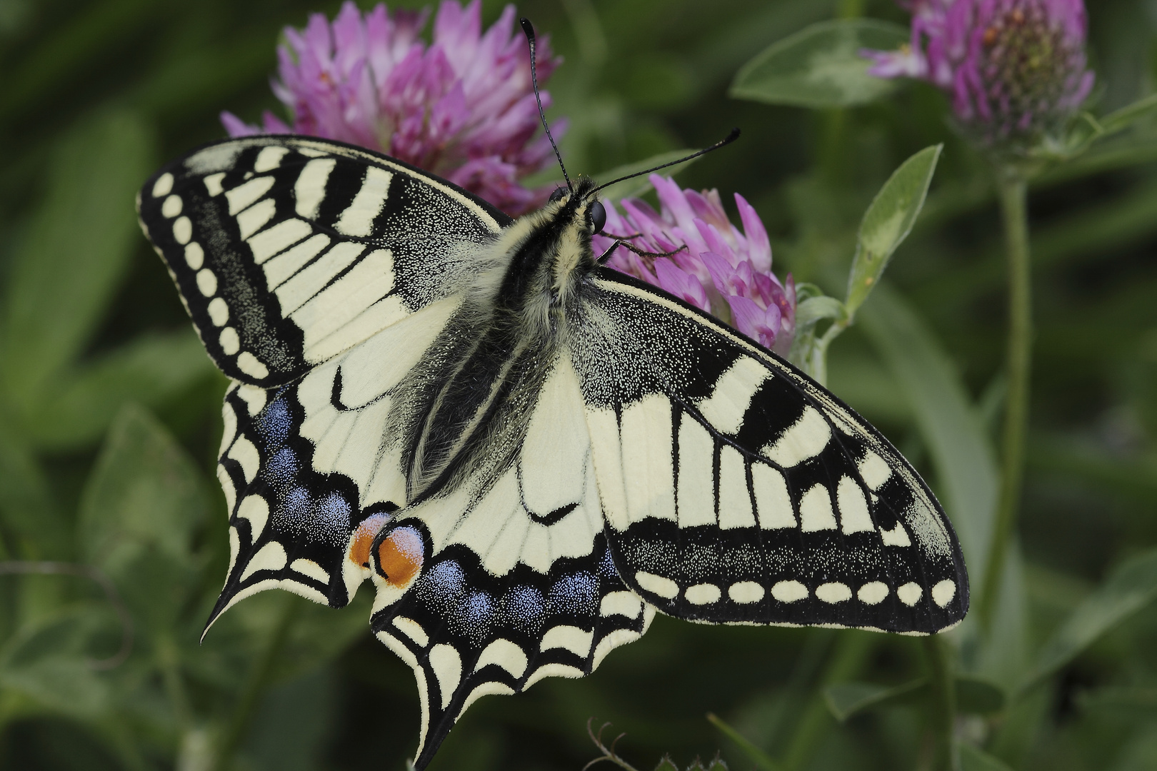 Papilio machaon linaeus