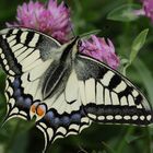 Papilio machaon linaeus