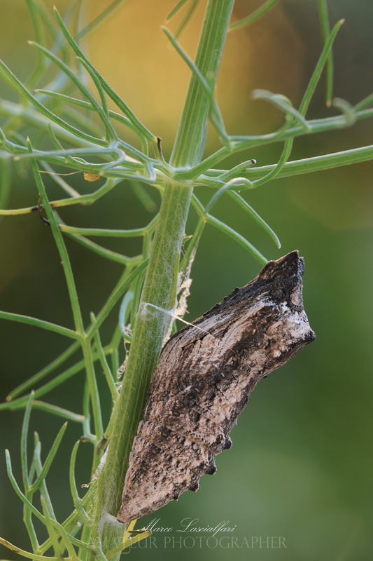 Papilio machaon (Linnaeus 1758)