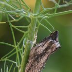 Papilio machaon (Linnaeus 1758)