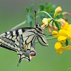 Papilio machaon - Linnaeus 1758 in nature