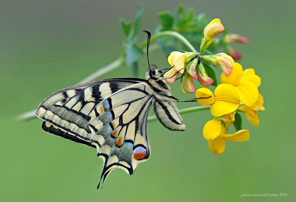 Papilio machaon - Linnaeus 1758 in nature