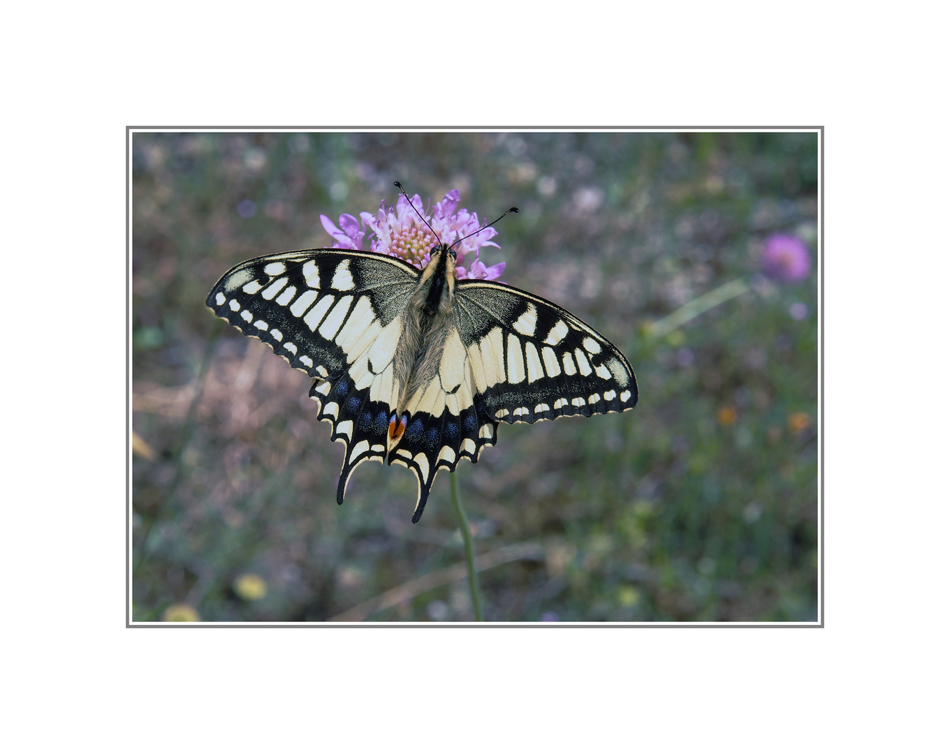 Papilio Machaon Linnaeus