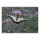 Papilio Machaon Linnaeus