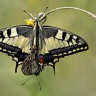 Papilio machaon  - mating