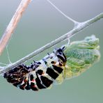 Papilio Machaon (Metamorphose)