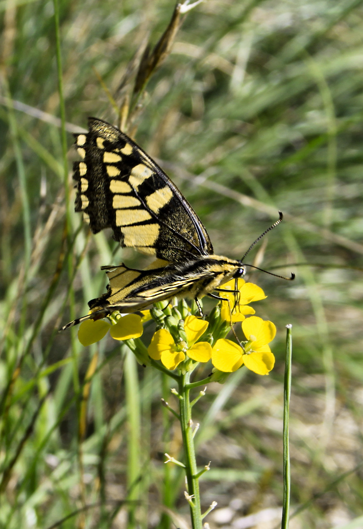 Papilio machaon, Monte Picuz, VA, Italy