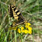 Papilio machaon, Monte Picuz, VA, Italy