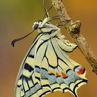 Papilio Machaon New