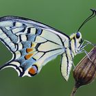 Papilio machaon - Paterno (Italy)
