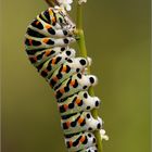 Papilio machaon _ Raupe