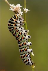 Papilio machaon _ Raupe