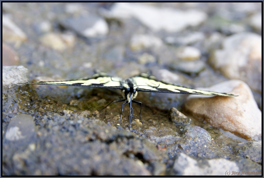 Papilio machaon, Ritterfalter, Schwalbenschwanz