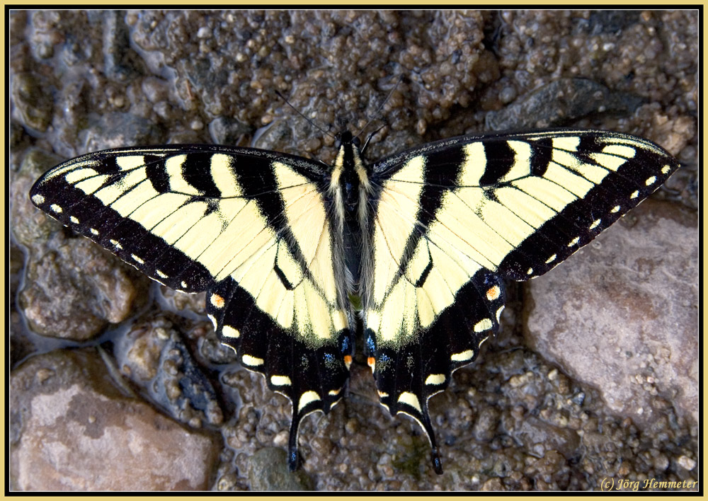 Papilio machaon, Ritterfalter, Schwalbenschwanz II