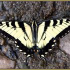 Papilio machaon, Ritterfalter, Schwalbenschwanz II