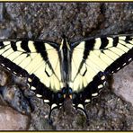 Papilio machaon, Ritterfalter, Schwalbenschwanz II