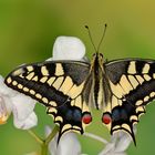 Papilio machaon ruettimanni #2