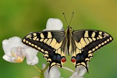 Papilio machaon ruettimanni #2