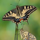 Papilio machaon ruettimanni #3