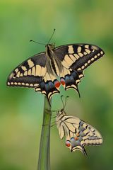 Papilio machaon ruettimanni #3