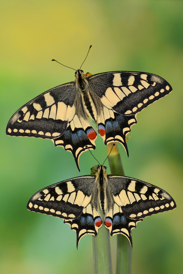 Papilio machaon ruettimanni #4