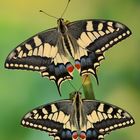 Papilio machaon ruettimanni #4