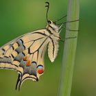 Papilio machaon ruettimanni #5