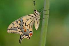 Papilio machaon ruettimanni #5