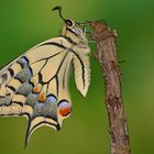 Papilio machaon ruettimanni 