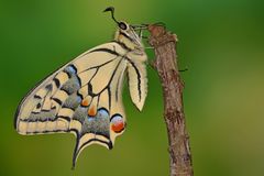 Papilio machaon ruettimanni 