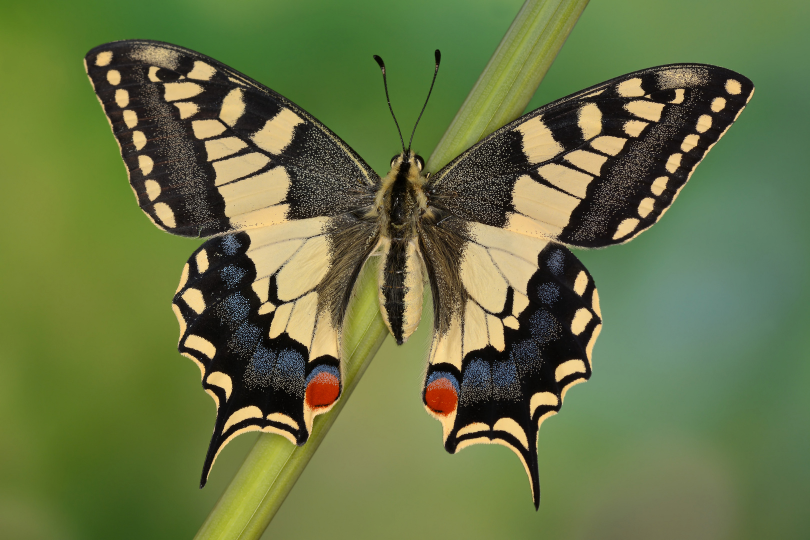 Papilio machaon ruettimanni #6