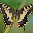 Papilio machaon ruettimanni #6