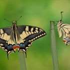 Papilio machaon ruettimanni #7
