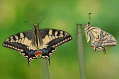 Papilio machaon ruettimanni #7