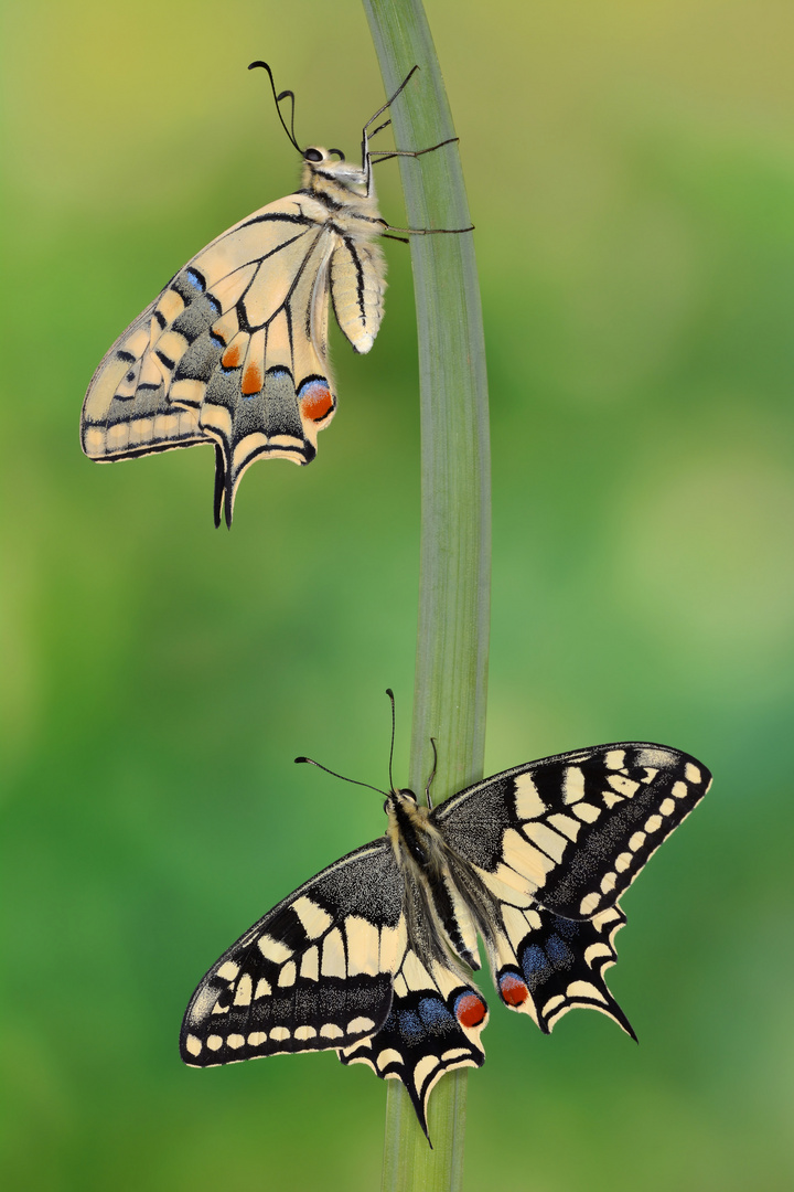 Papilio machaon ruettimanni #8