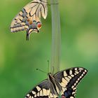 Papilio machaon ruettimanni #8