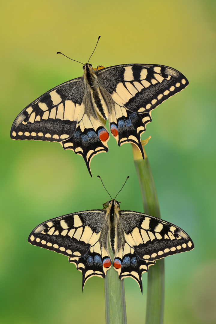 Papilio machaon ruettimanni #9