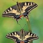 Papilio machaon ruettimanni #9