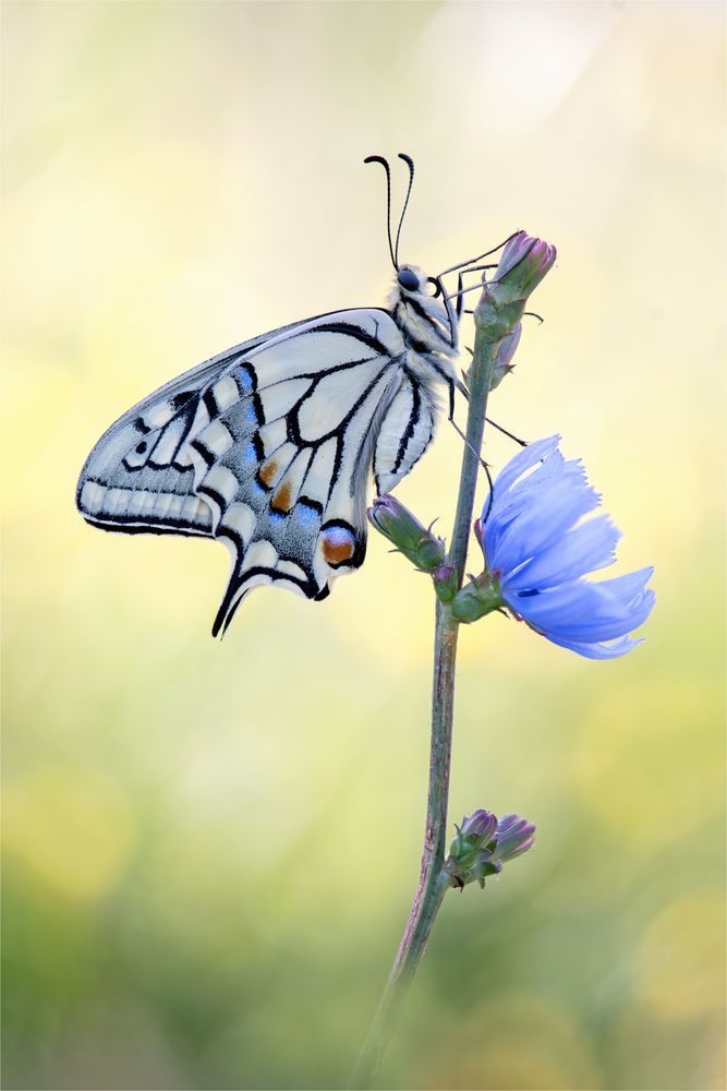 Papilio machaon - Schwalbenschwanz