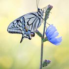 Papilio machaon - Schwalbenschwanz