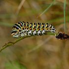 Papilio machaon, Schwalbenschwanz