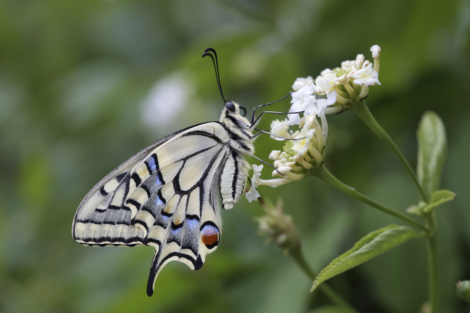 Papilio machaon - Schwalbenschwanz