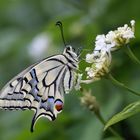 Papilio machaon - Schwalbenschwanz