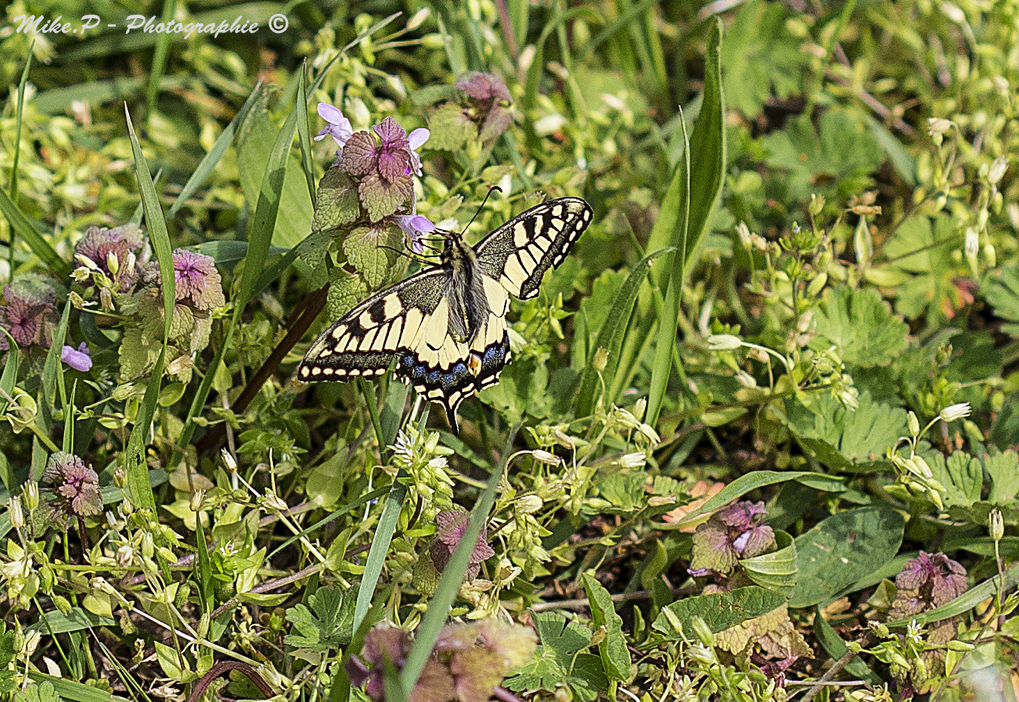 PAPILIO MACHAON (Schwalbenschwanz)