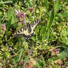 PAPILIO MACHAON (Schwalbenschwanz)